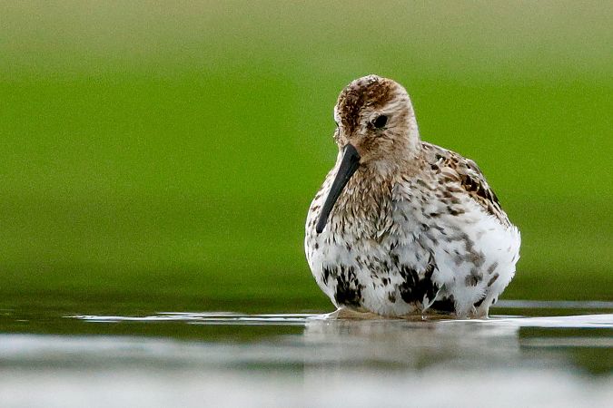 Alpenstrandläufer  - Thomas Jungbauer