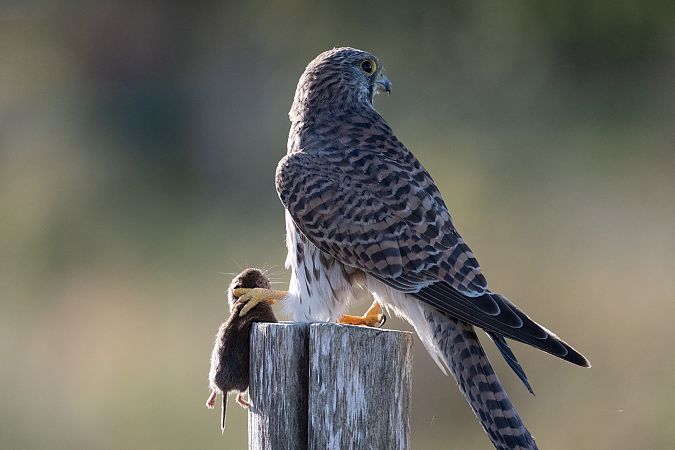 Turmfalke  - Hans-Joachim Augst