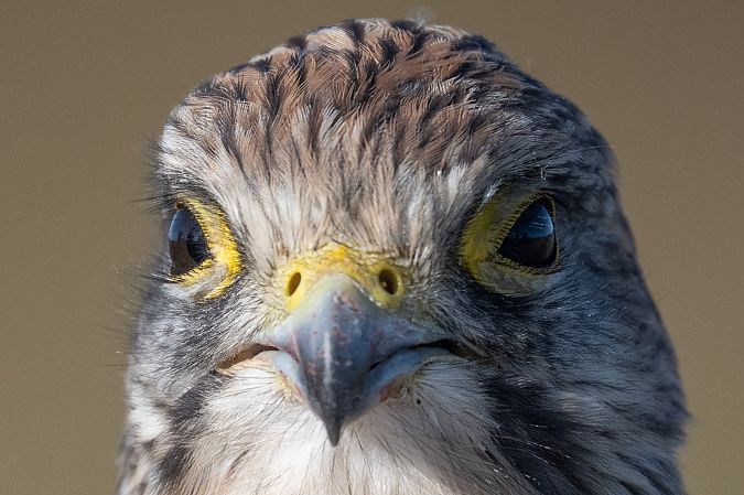 Turmfalke  - Hans-Joachim Augst