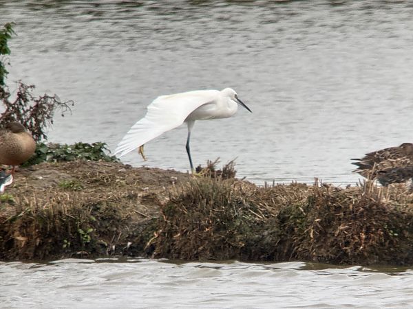 Seidenreiher  - Markus Güntner