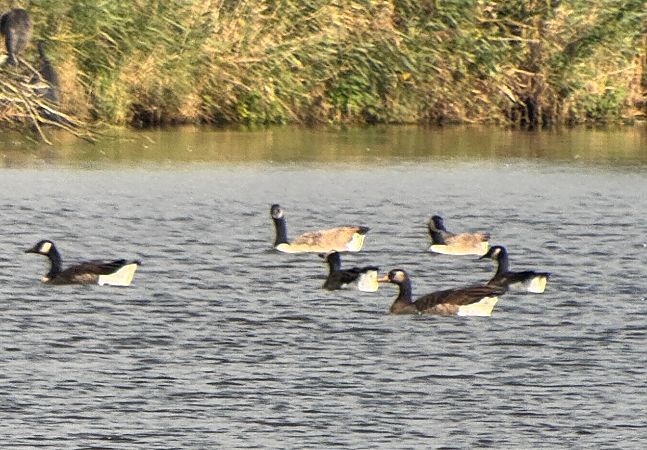 Kanadagans-Hybrid, unbestimmt  - Markus Güntner