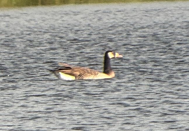 Kanadagans-Hybrid, unbestimmt  - Markus Güntner