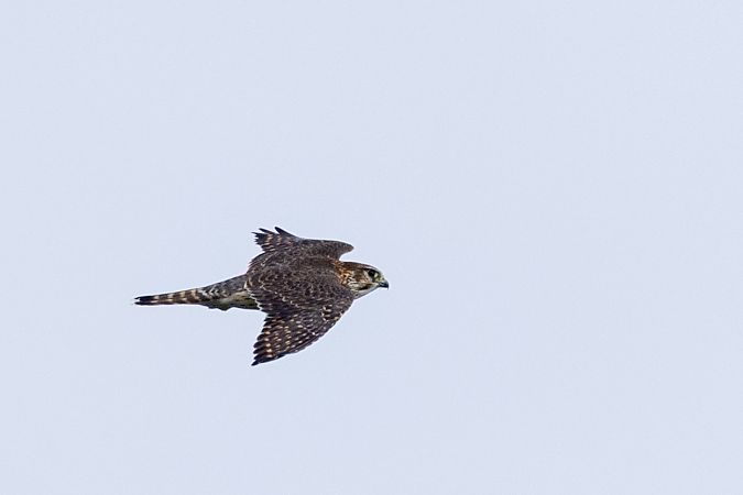 Merlin  - Jan Ole Kriegs