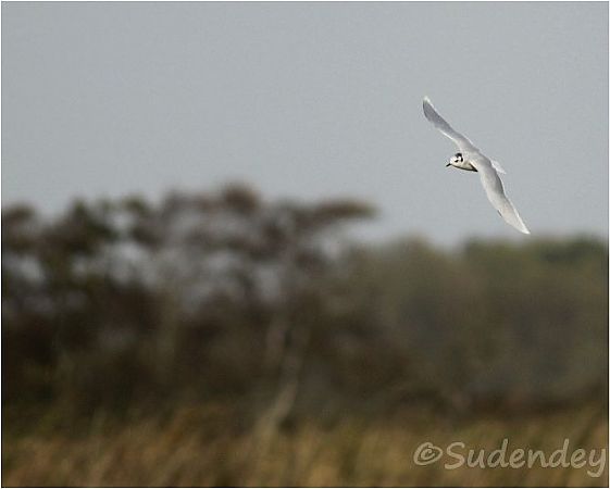 Zwergmöwe  - Frank Sudendey