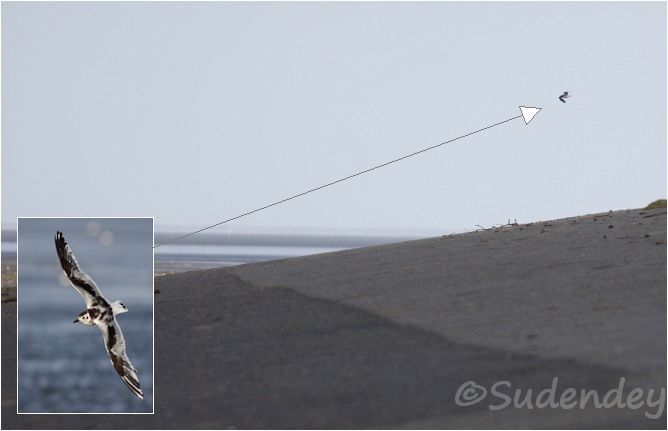 Zwergmöwe  - Frank Sudendey