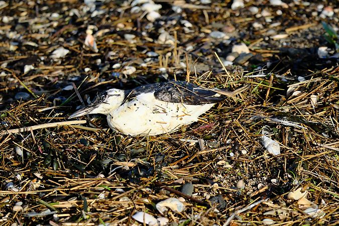 Trottellumme  - Wolfgang Strecker