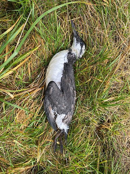 Trottellumme  - Jakob Schlegel