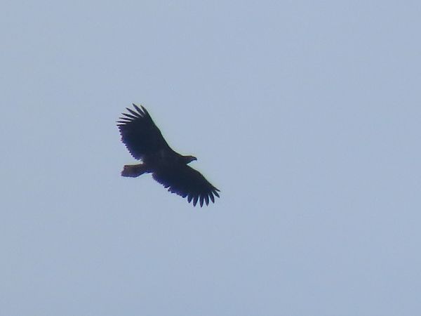 Seeadler  - Silas Epple