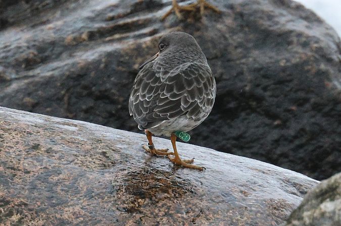 Meerstrandläufer  - Robert Przybylski