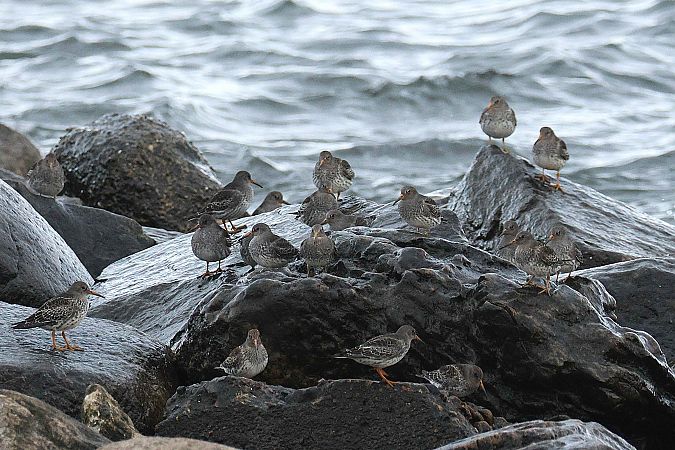 Meerstrandläufer  - Robert Przybylski