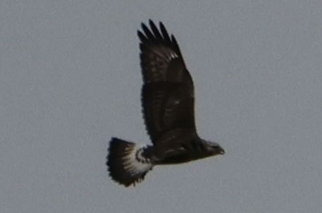 Raufußbussard  - Arno Ziemann