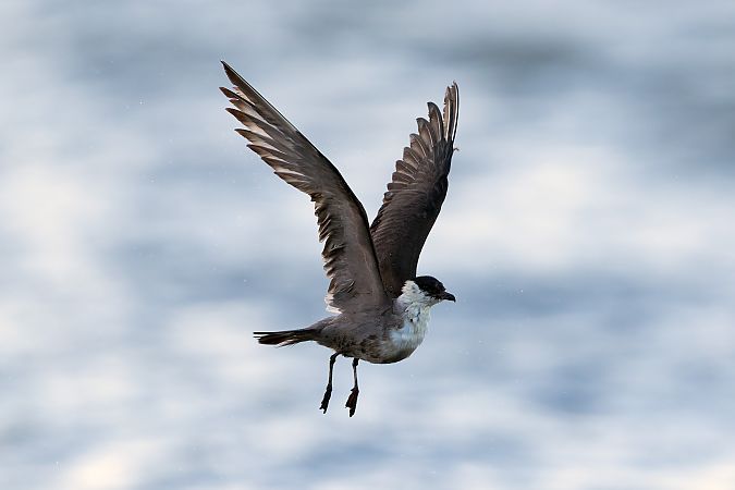 Falkenraubmöwe  - Andreas Bange