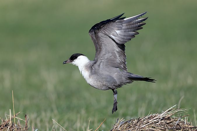 Falkenraubmöwe  - Andreas Bange