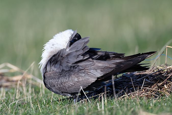 Falkenraubmöwe  - Andreas Bange