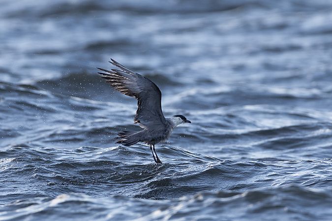 Falkenraubmöwe  - Andreas Bange