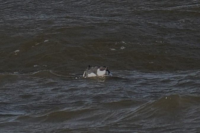 Trottellumme  - Guido Teenck