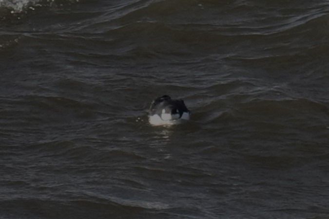 Trottellumme  - Guido Teenck