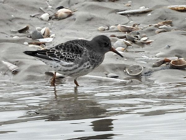 Meerstrandläufer  - Bernd Hälterlein