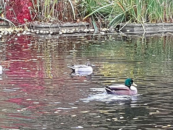 Spießente  - Konstantin Iljuschin