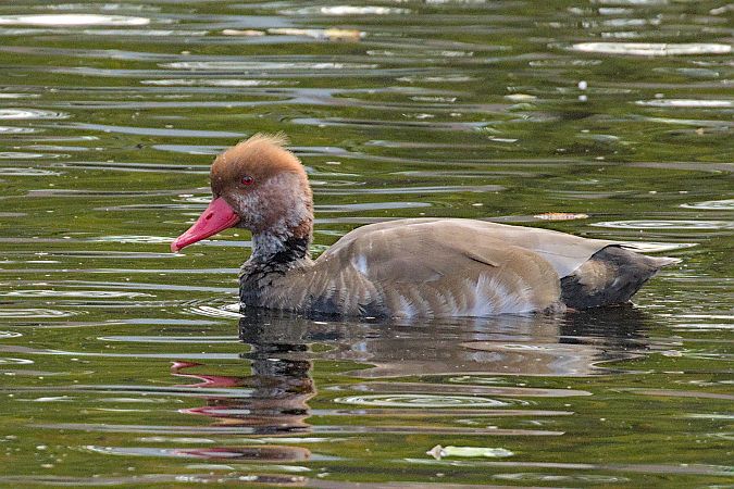 Kolbenente  - Philip Steinhoff