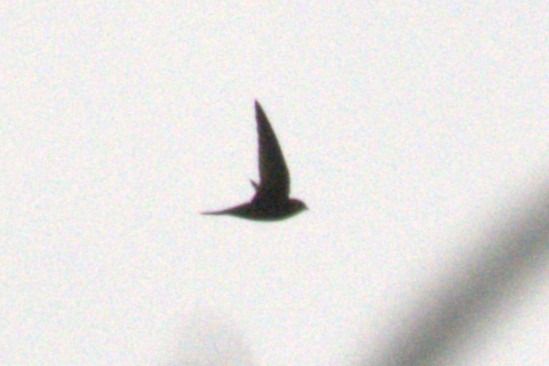 Segler, unbestimmt  - Jan Gerken