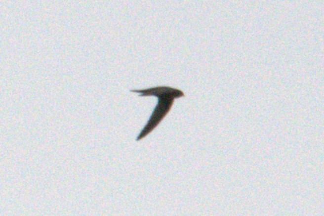 Segler, unbestimmt  - Jan Gerken