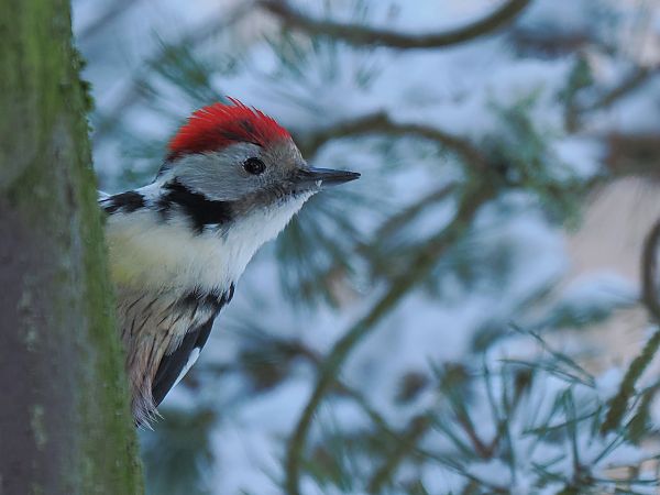 Mittelspecht  - Walter Finkbeiner