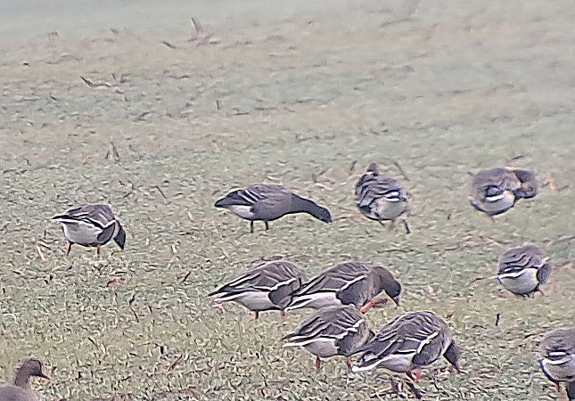 Ringelgans (ssp. bernicla), Dunkelbäuchige  - Andree Hüske