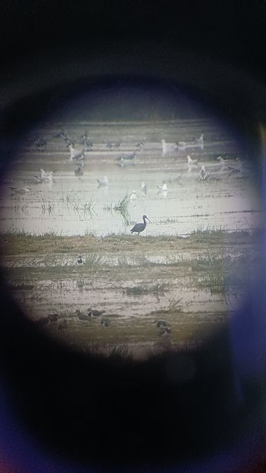 Sichler  - Michael-Otto-Institut Im Nabu