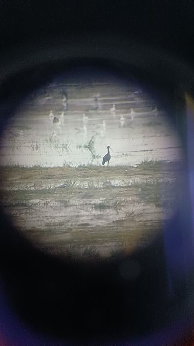 Sichler  - Michael-Otto-Institut Im Nabu