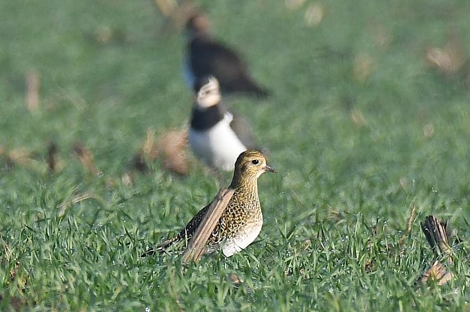 Goldregenpfeifer  - Rolf Jantz