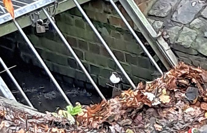 Wasseramsel  - Werner Völler