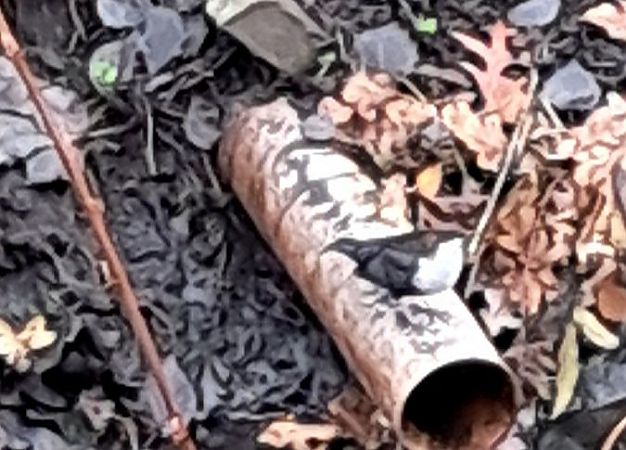 Wasseramsel  - Werner Völler