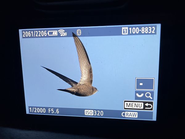 Segler, unbestimmt  - Sören Möller