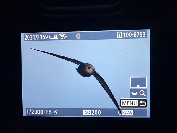 Segler, unbestimmt  - Sören Möller