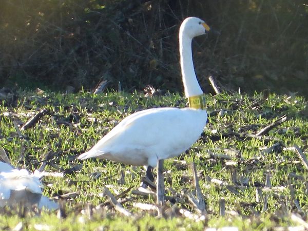 Zwergschwan  - David Michael Fleet