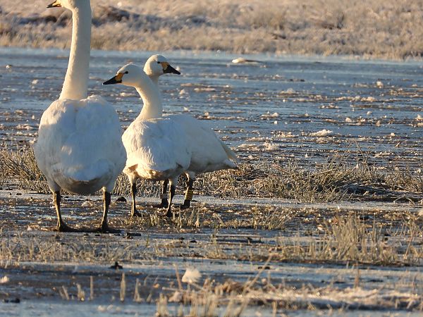 Zwergschwan  - David Michael Fleet