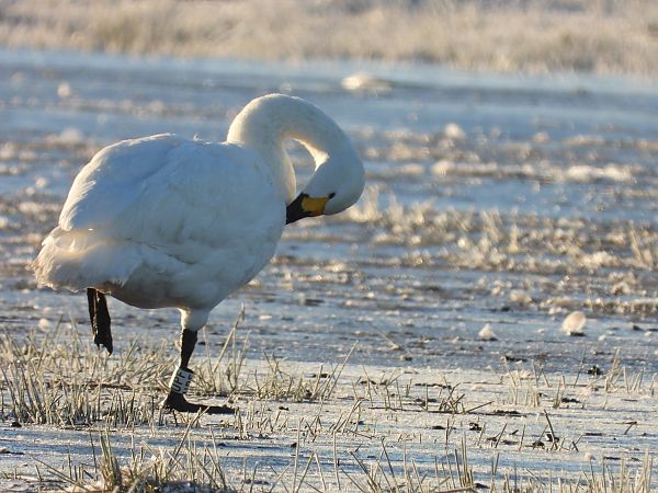 Zwergschwan  - David Michael Fleet