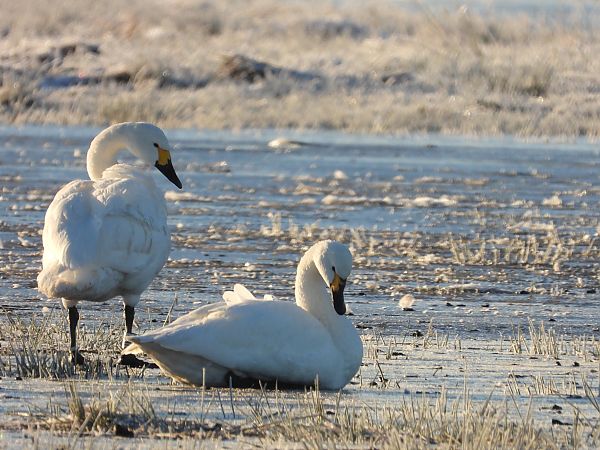 Zwergschwan  - David Michael Fleet