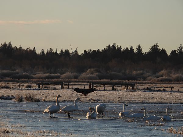 Zwergschwan  - David Michael Fleet