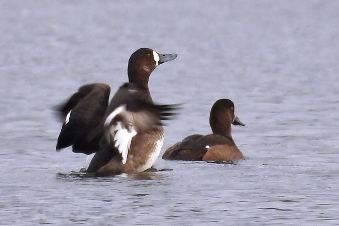 Bergente  - Martin Göpfert