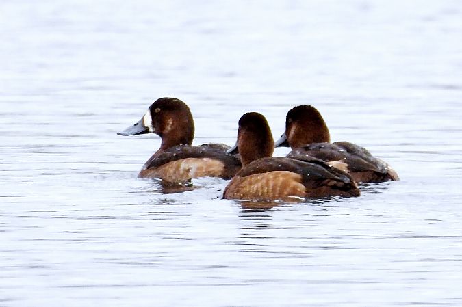Bergente  - Martin Göpfert