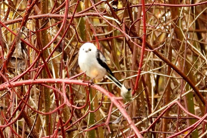 Schwanzmeise (ssp. caudatus)  - Martin Göpfert