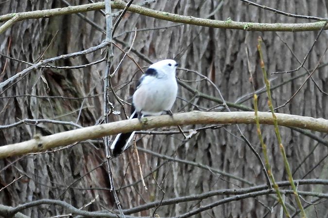 Schwanzmeise (ssp. caudatus)  - Martin Göpfert