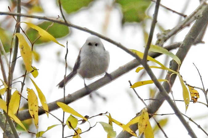 Schwanzmeise (ssp. caudatus)  - Martin Göpfert