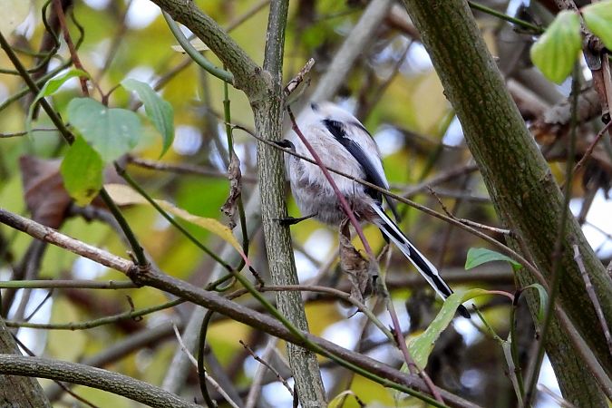 Schwanzmeise (ssp. caudatus)  - Martin Göpfert
