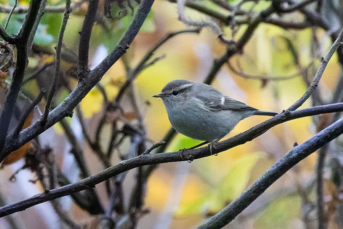 Tienschan-Laubsänger  - Matthias Feldhoff