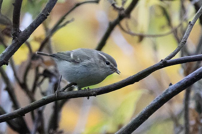 Tienschan-Laubsänger  - Matthias Feldhoff
