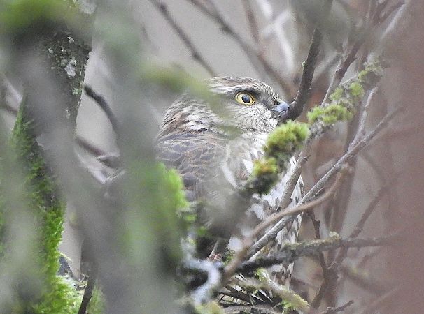 Sperber  - Oliver Juhnke