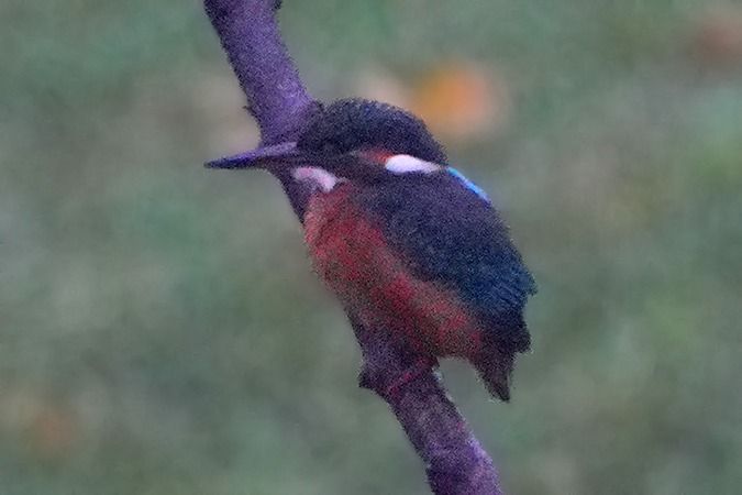 Eisvogel  - Lars Eickmeyer